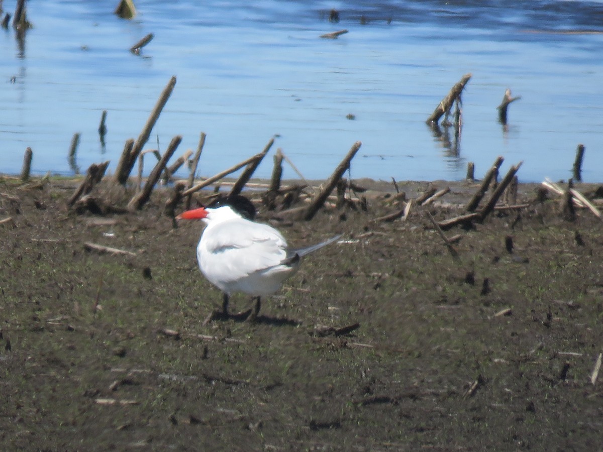 Чеграва - ML647889186