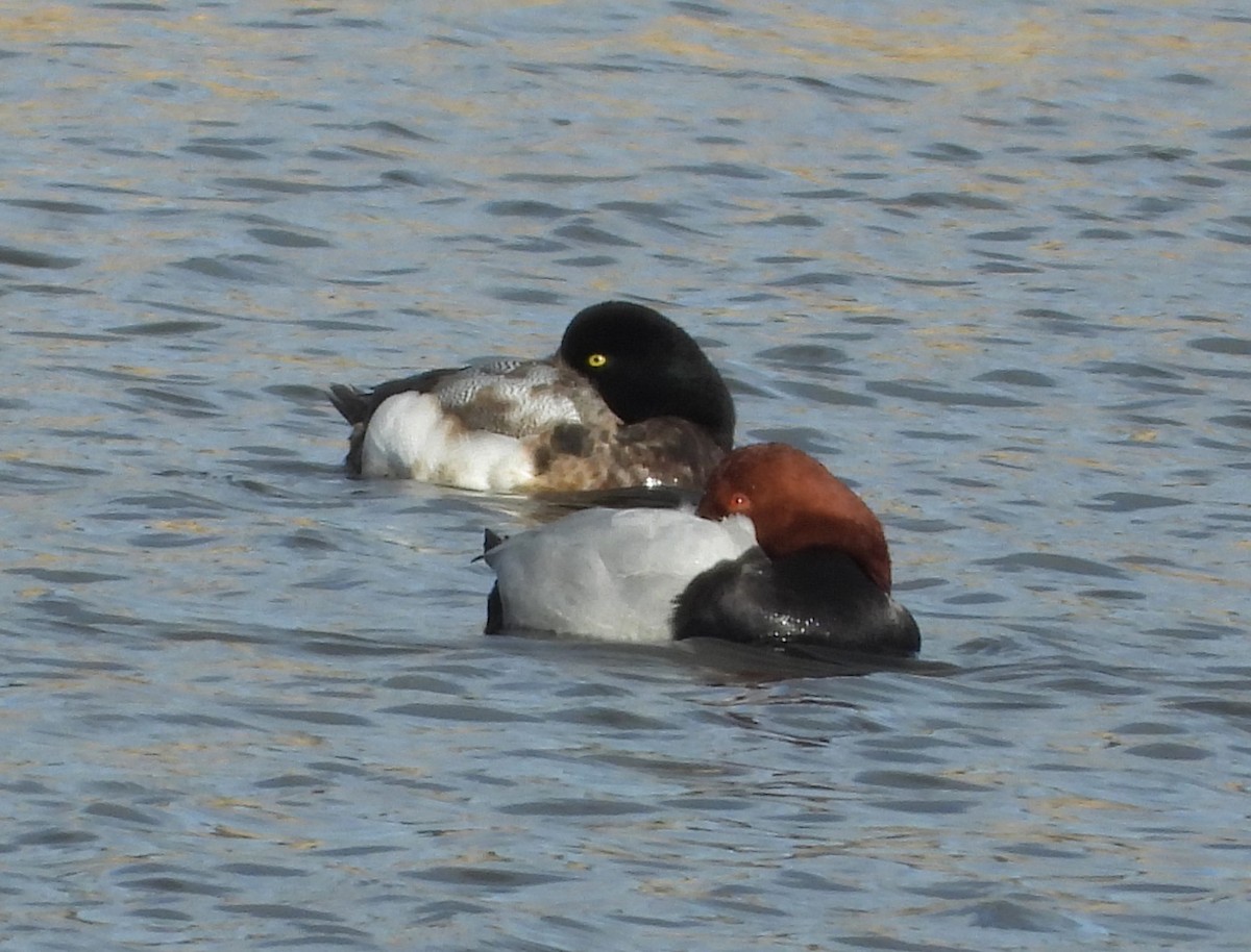 Морская чернеть - ML647889202