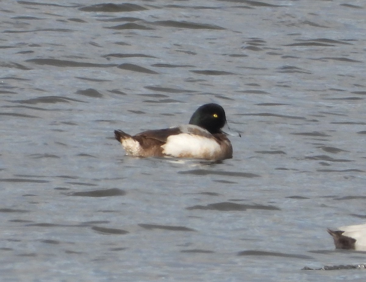 Морская чернеть - ML647889203