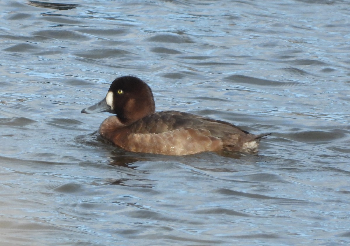 Морская чернеть - ML647889204