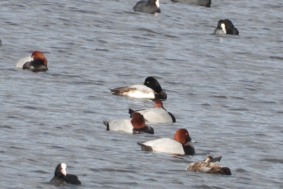 Морская чернеть - ML647889205