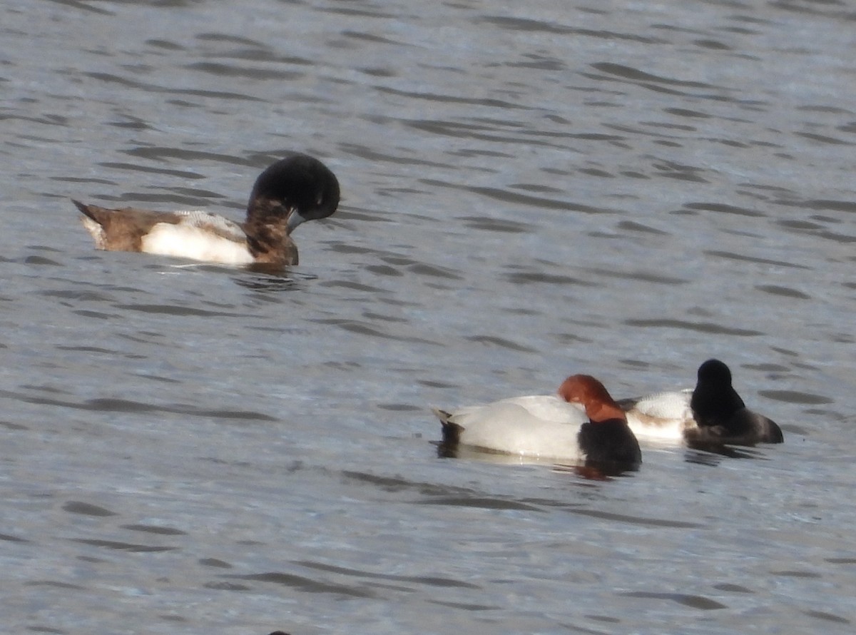 Морская чернеть - ML647889206