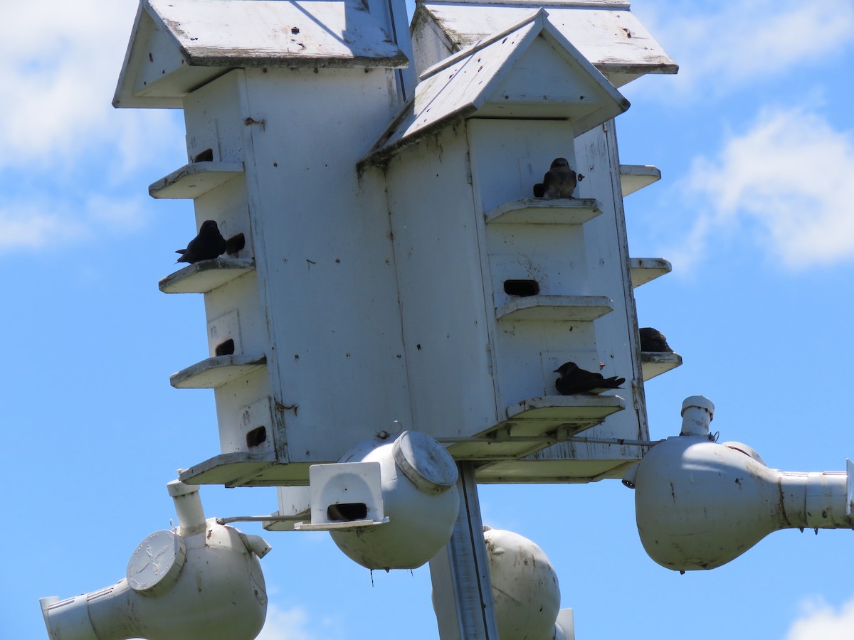 Purple Martin - ML647889210