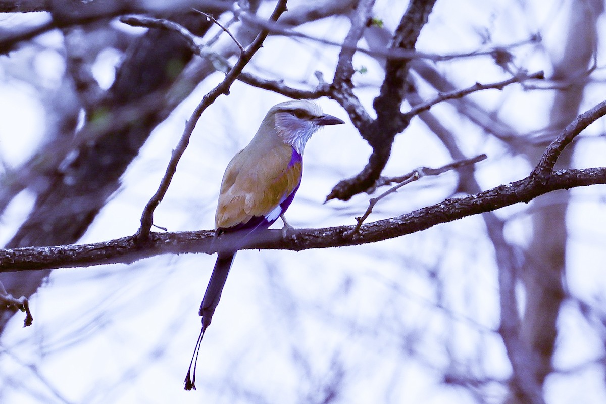 Ракетохвостая сизоворонка - ML647889219