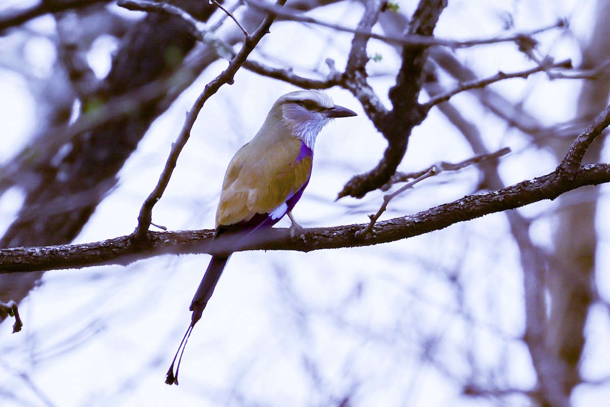 Ракетохвостая сизоворонка - ML647889220