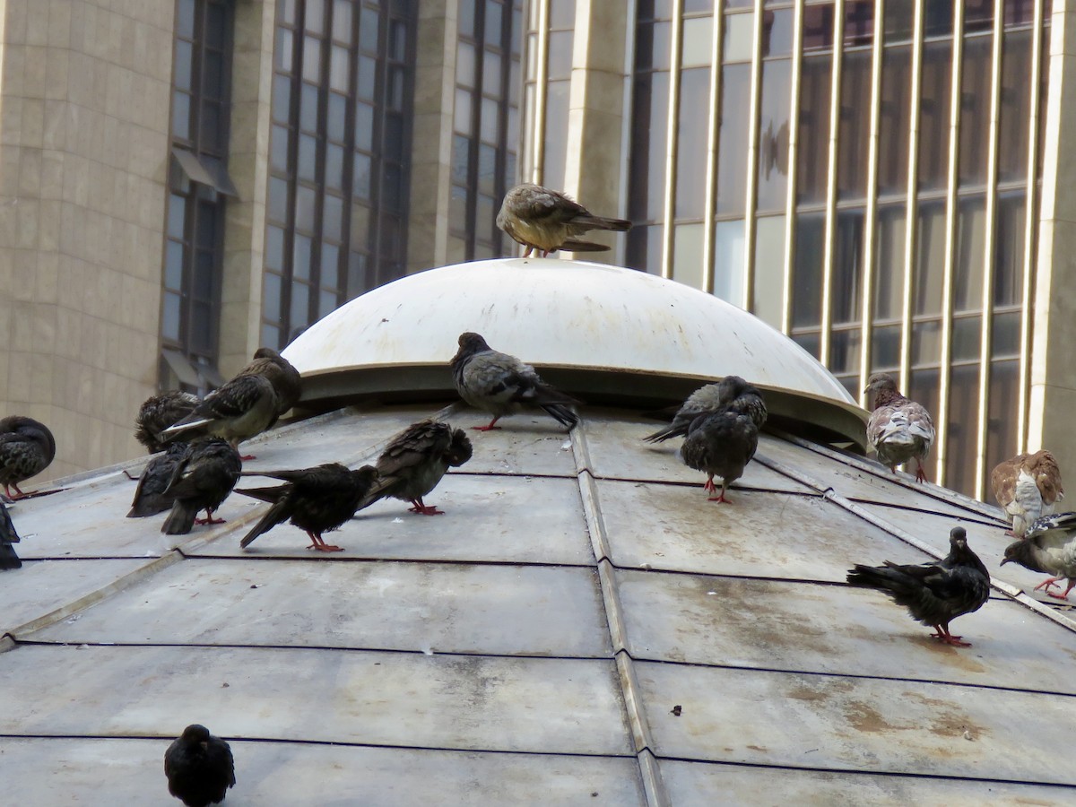 Сизый голубь (Одомашненного типа) - ML647889222