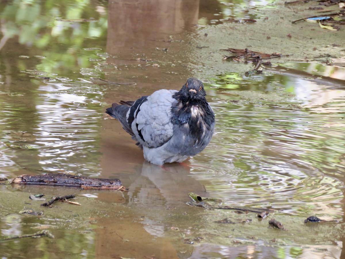 Сизый голубь (Одомашненного типа) - ML647889223