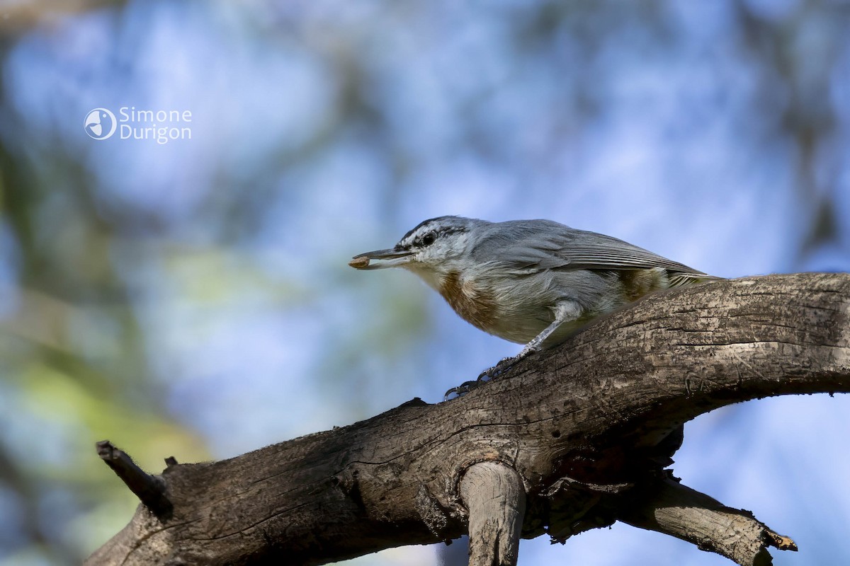 Черноголовый поползень - ML647889224