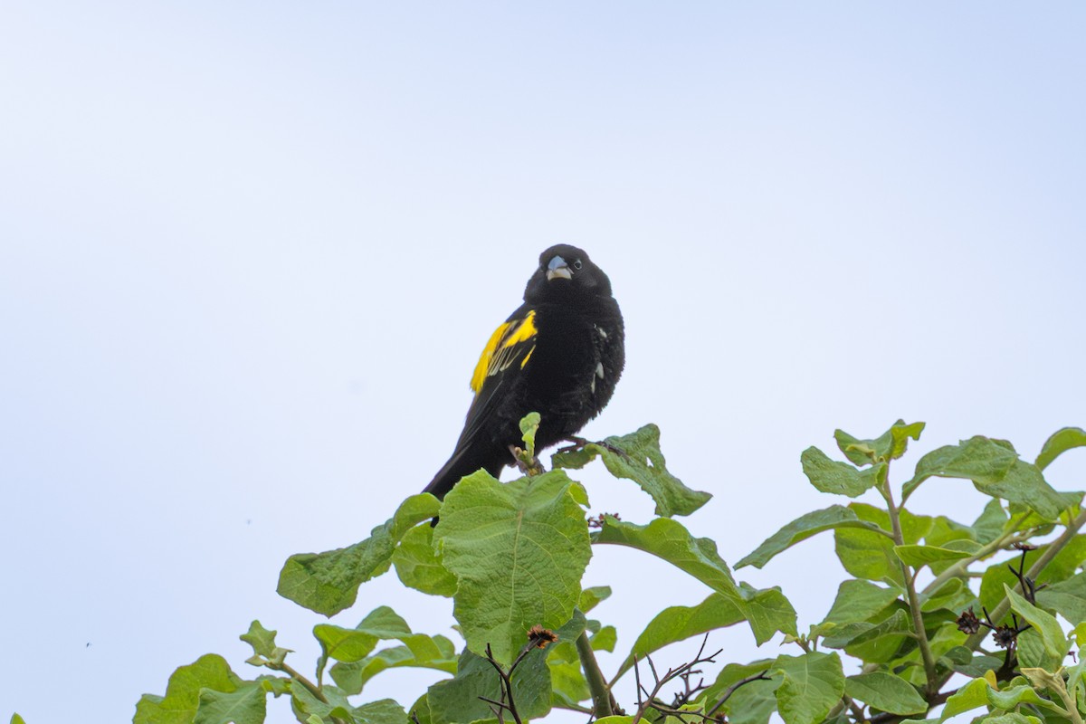 Желтоспинный ткачик - ML647889225