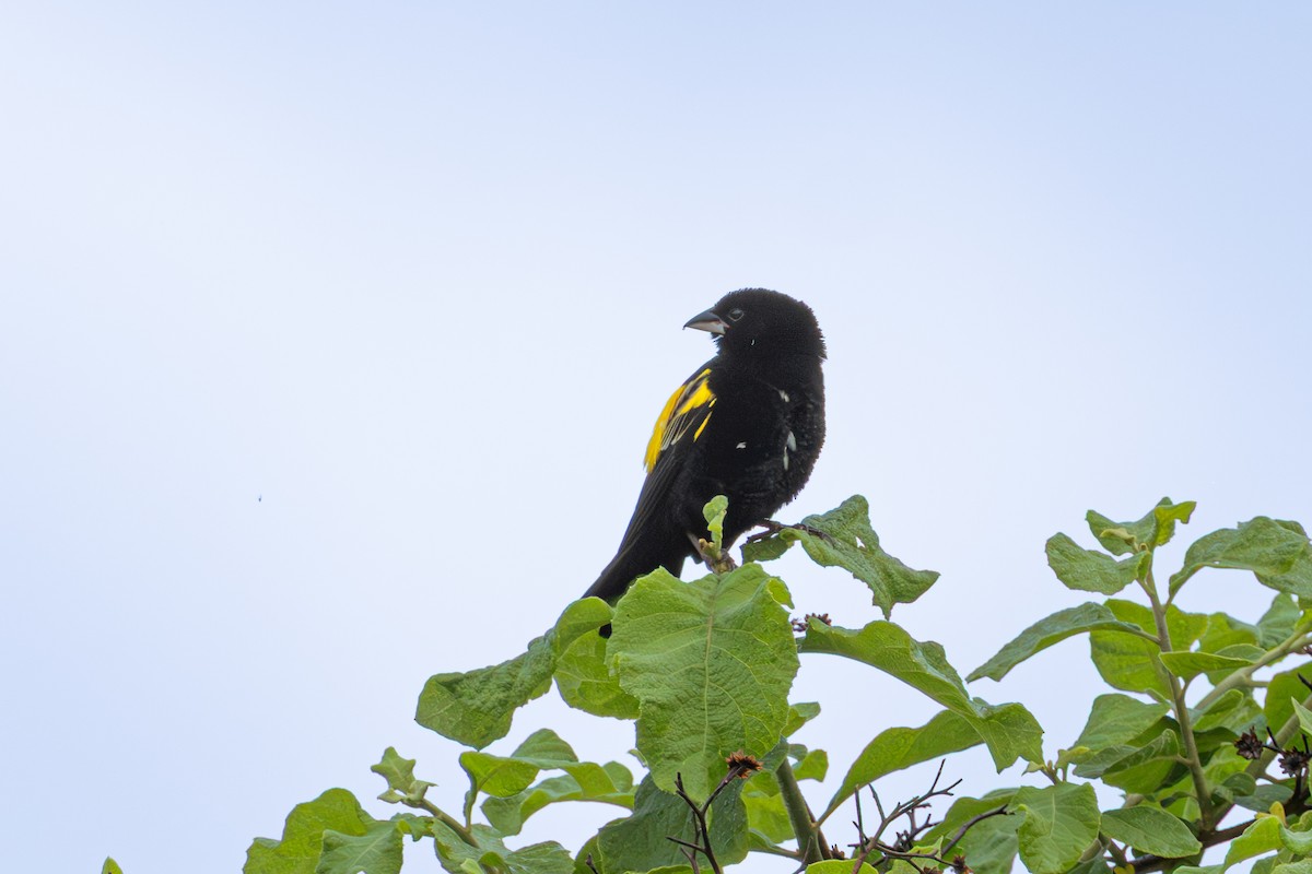 Желтоспинный ткачик - ML647889226