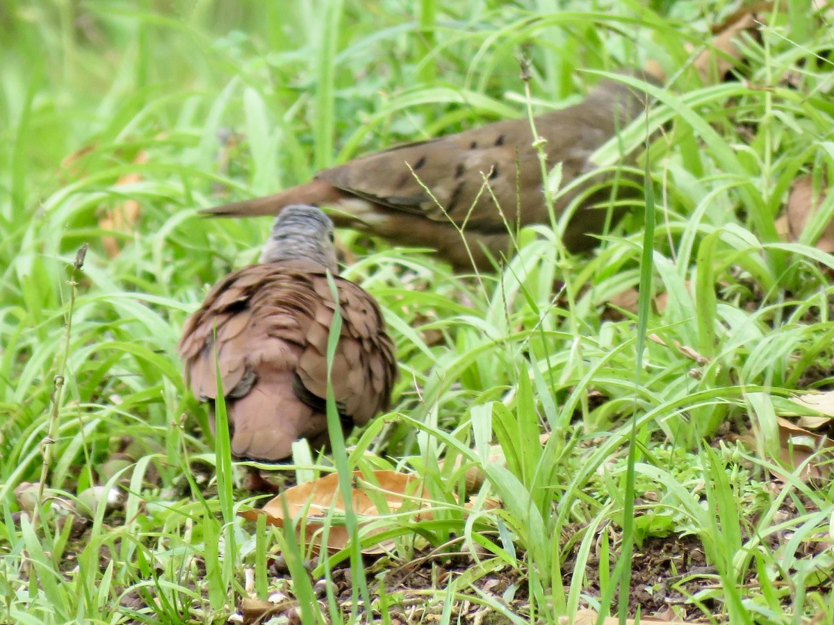Коричневая земляная горлица - ML647889227
