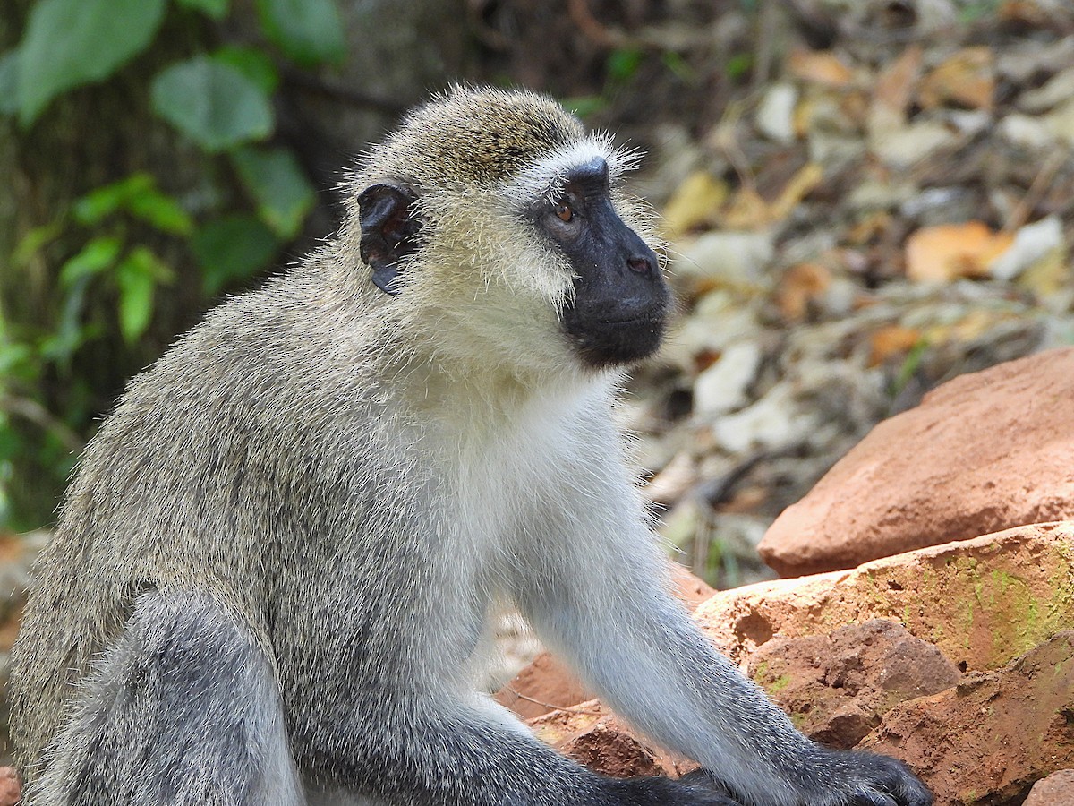 Животные - ML647889228