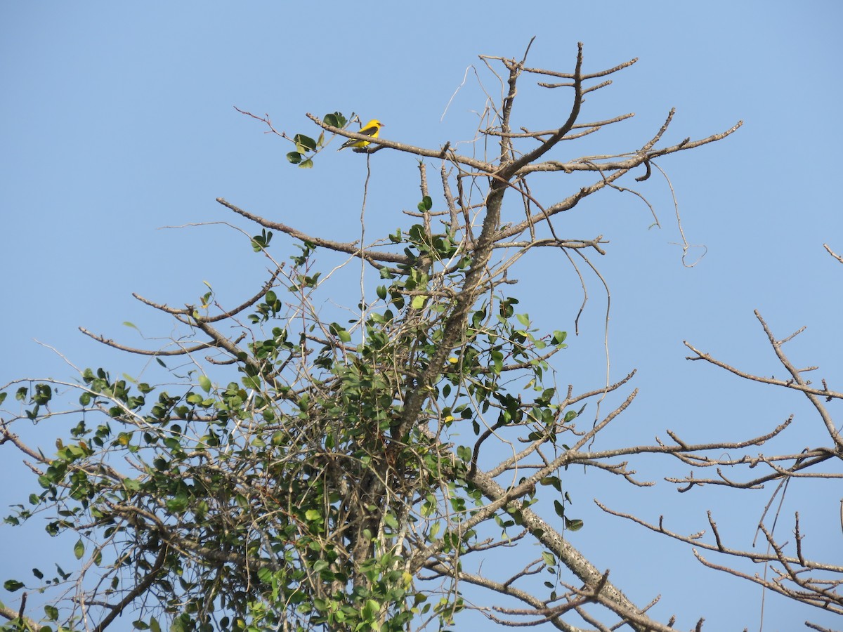 Индийская иволга - ML647889229