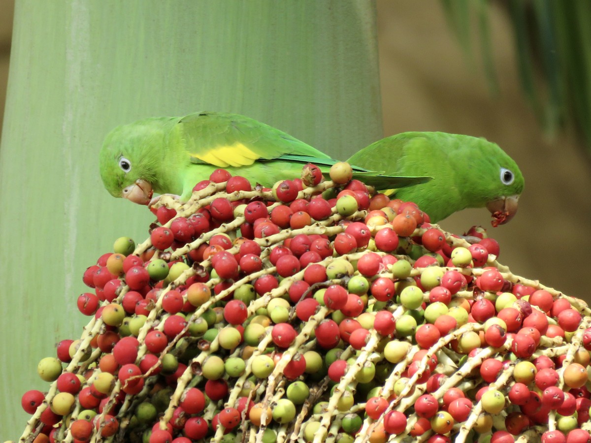 Желтокрылая катита - ML647889234