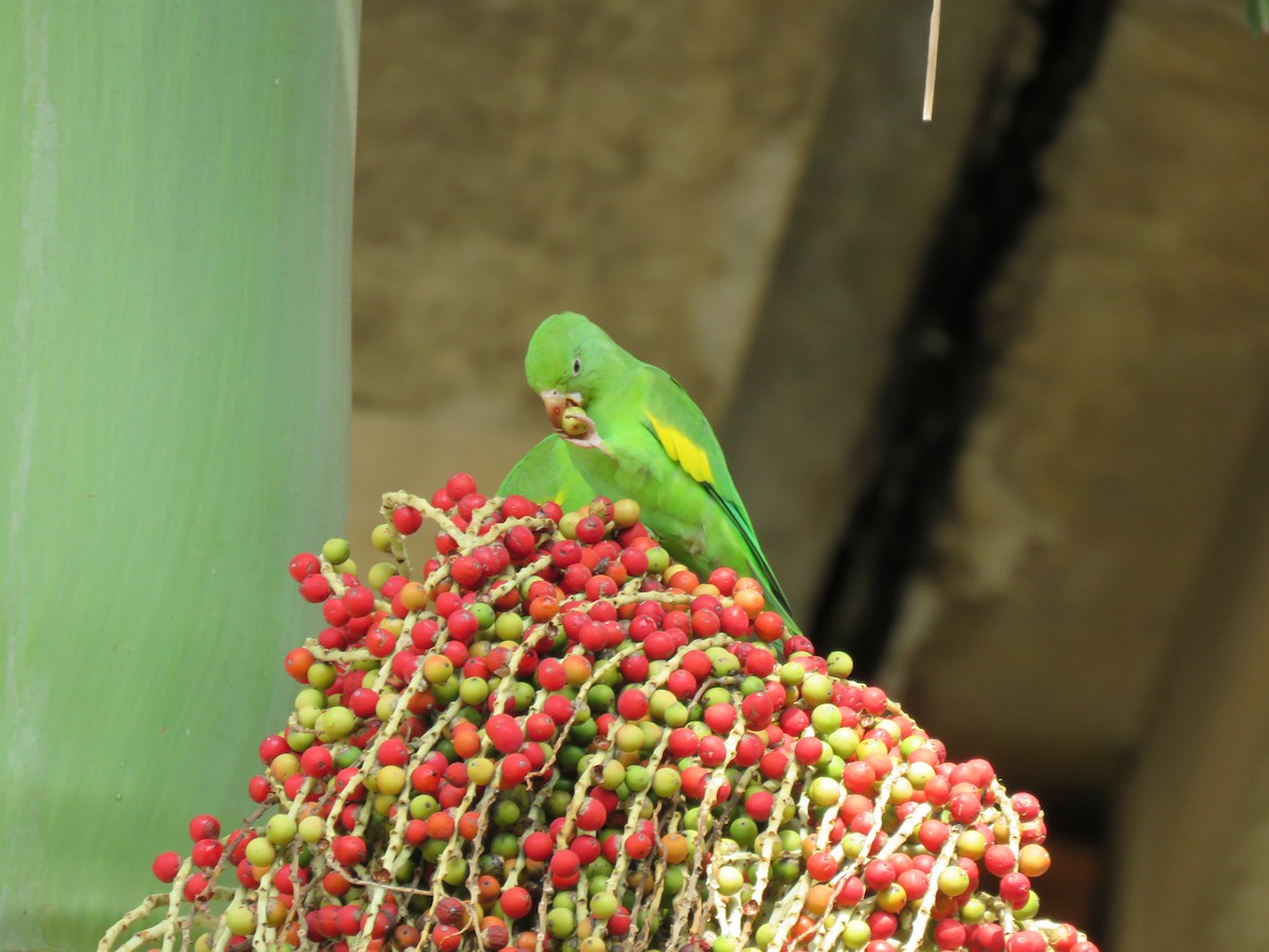 Желтокрылая катита - ML647889235