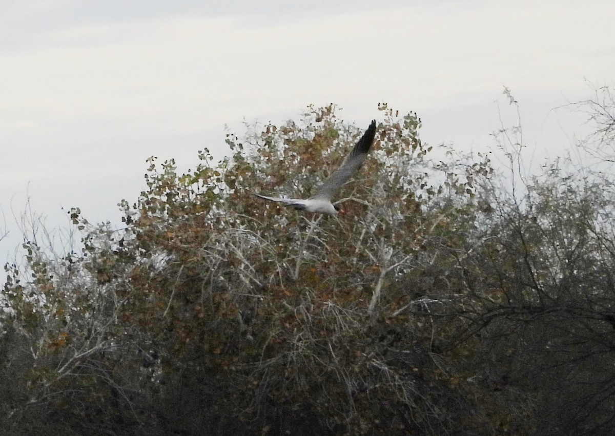 Чеграва - ML647889238