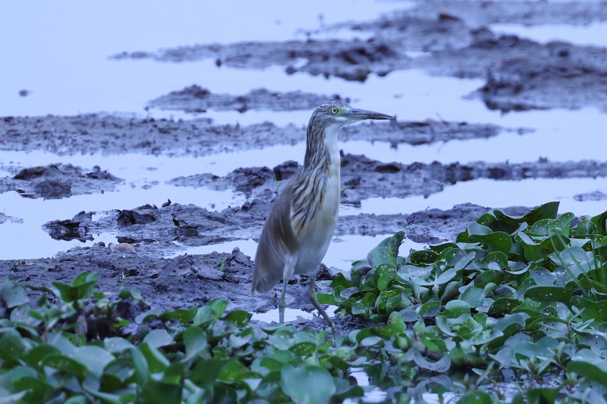 Жёлтая цапля - ML647889239