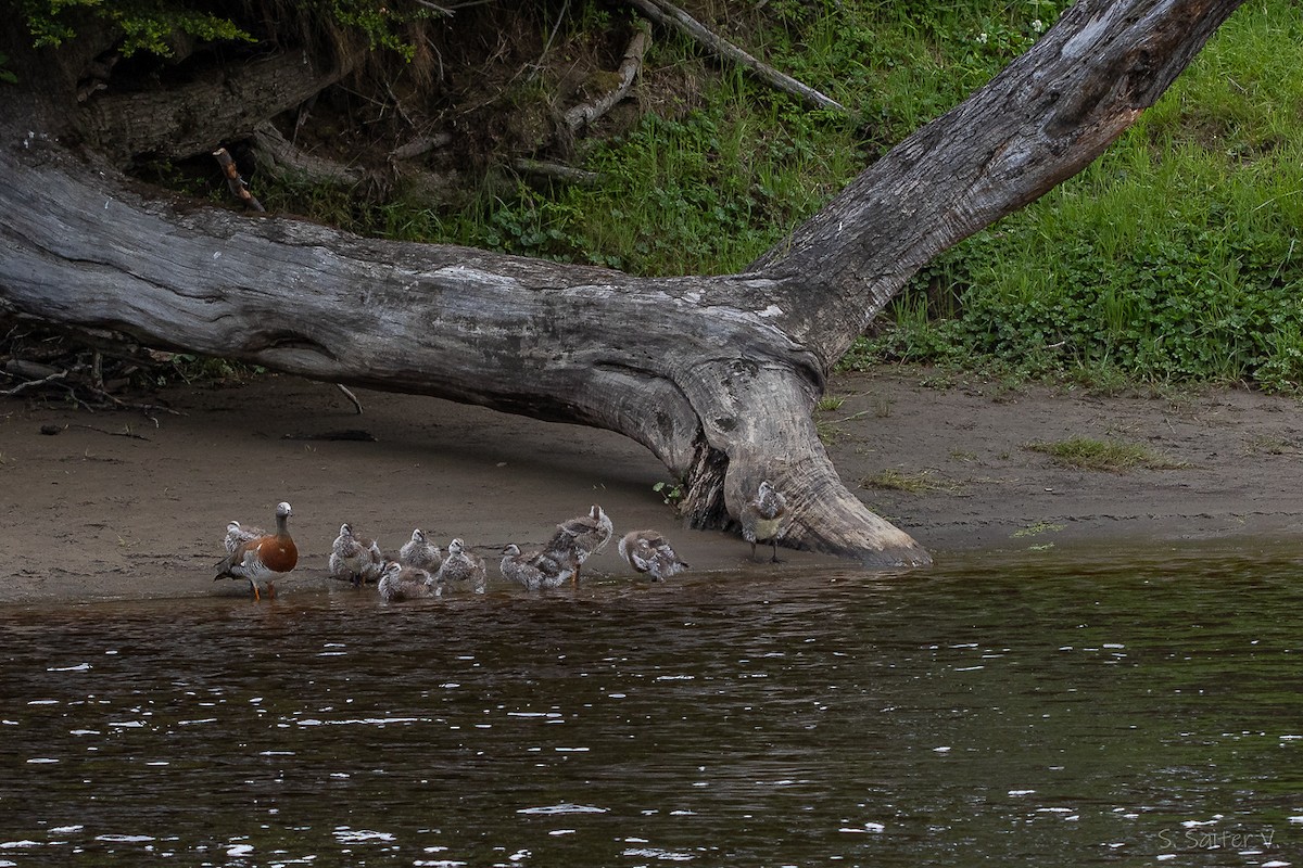 Сероголовый гусь - ML647889240