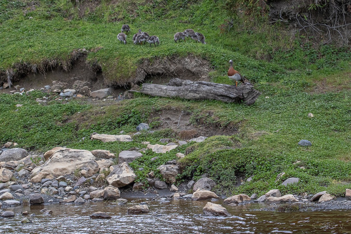 Сероголовый гусь - ML647889241