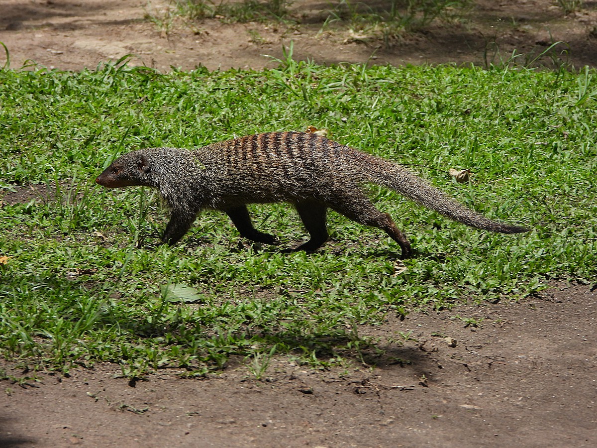 Животные - ML647889242