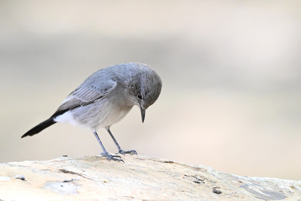 Чернохвостка - ML647889243