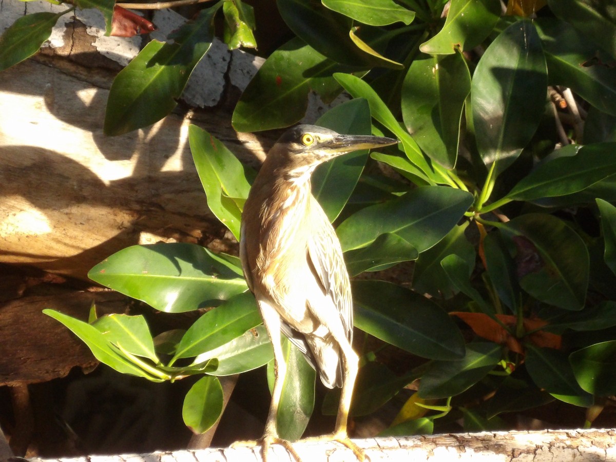 Зеленоспинная цапля - ML647889244