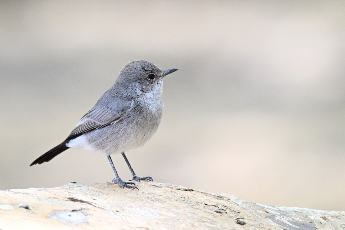 Чернохвостка - ML647889245