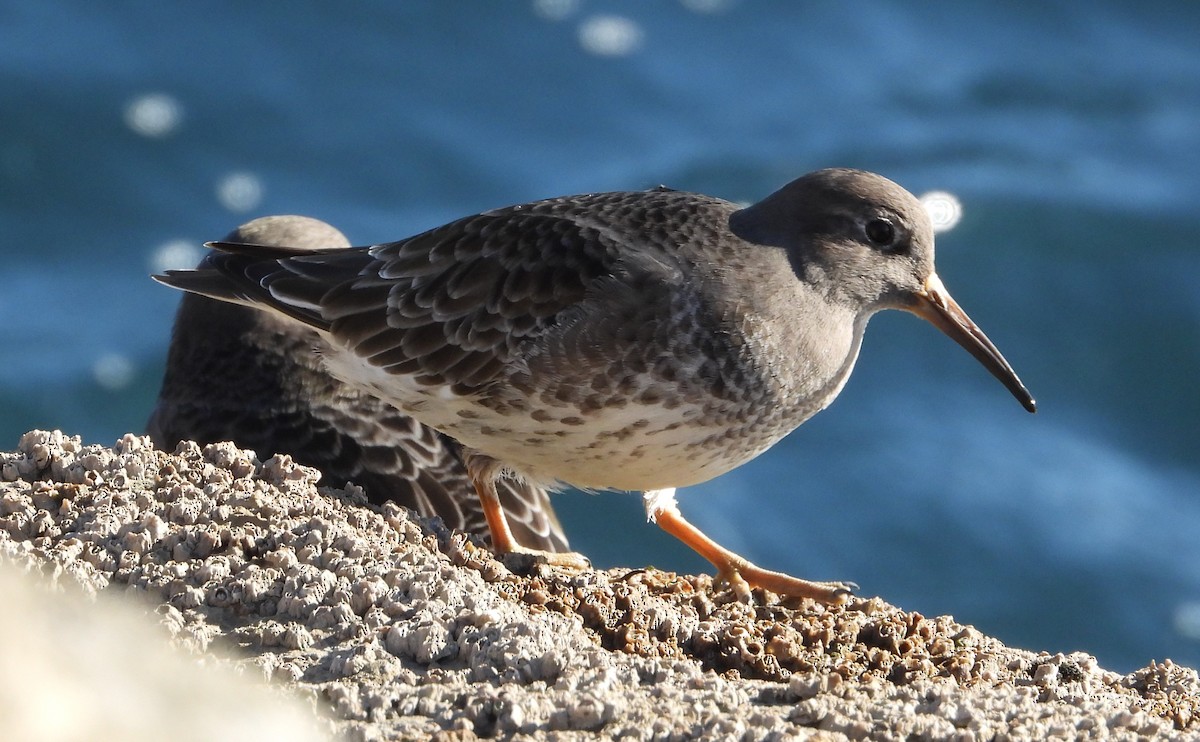 Морской песочник - ML647889246