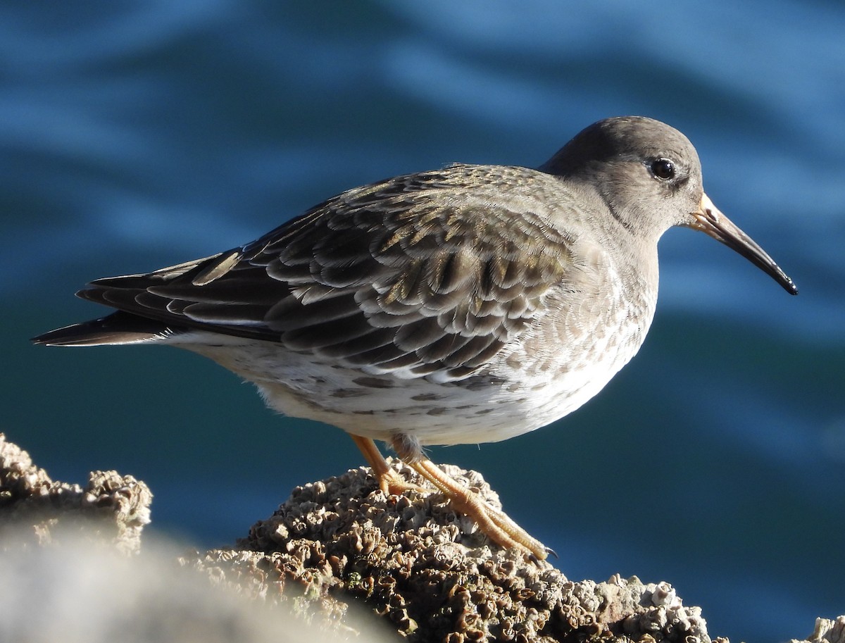 Морской песочник - ML647889248