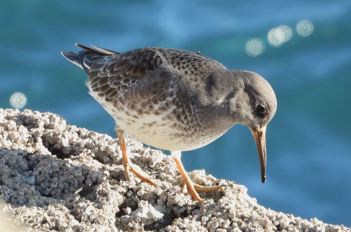 Морской песочник - ML647889249