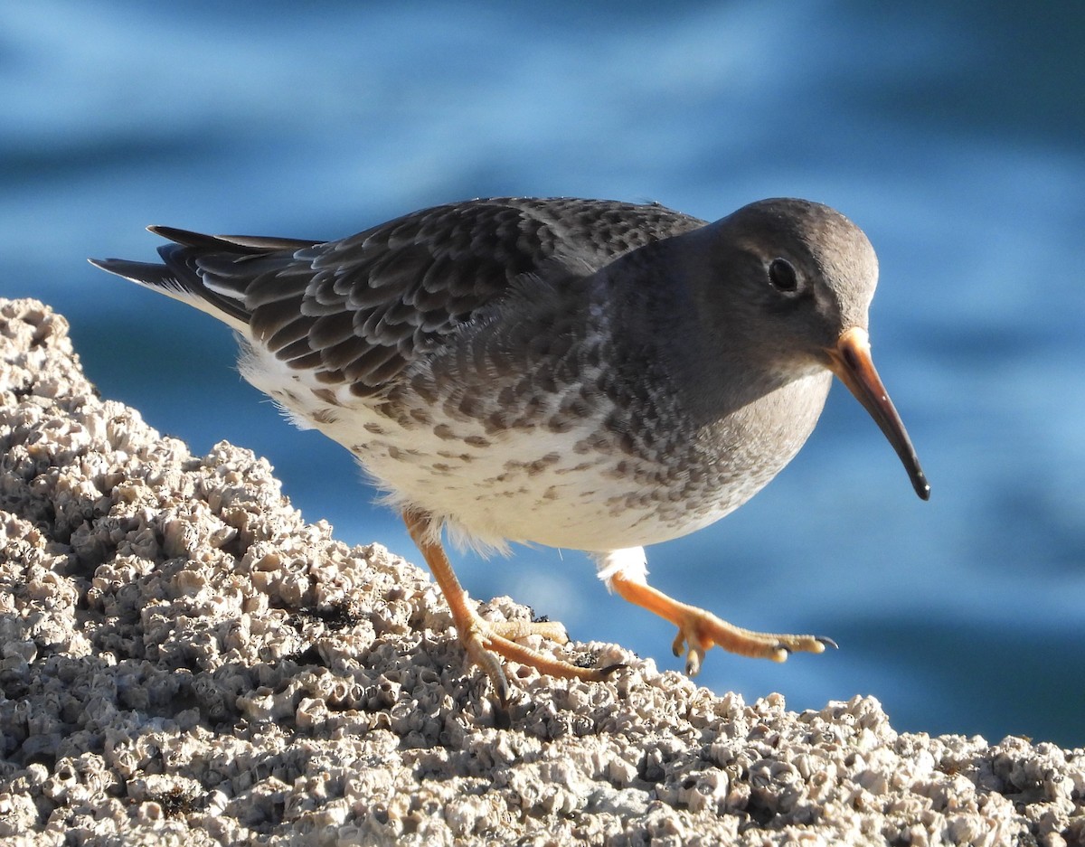 Морской песочник - ML647889250