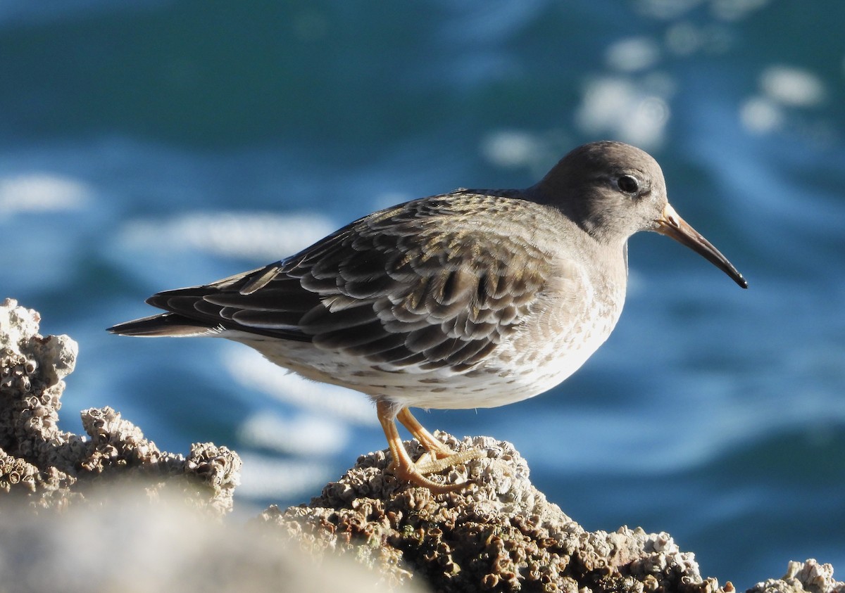 Морской песочник - ML647889251