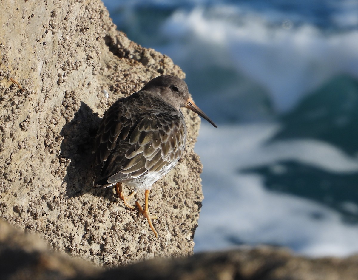 Морской песочник - ML647889252