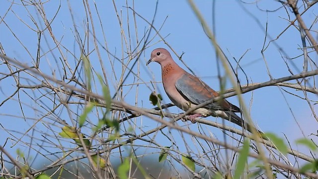 Горлиця мала - ML647889267