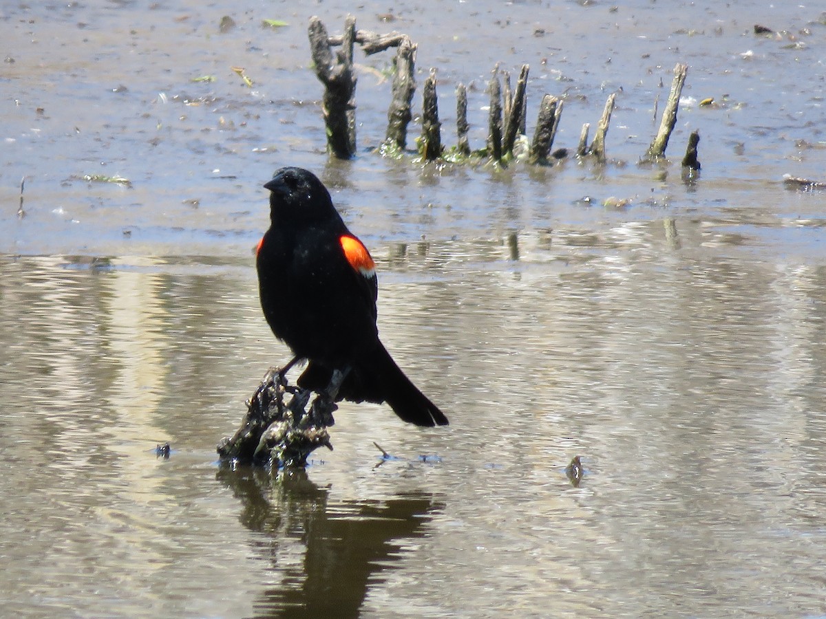 Red-winged Blackbird - ML647889271