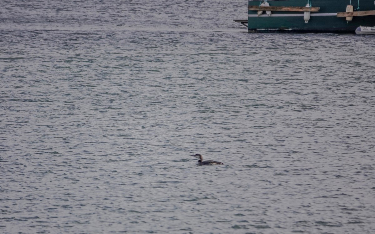 potáplice lední - ML647889341