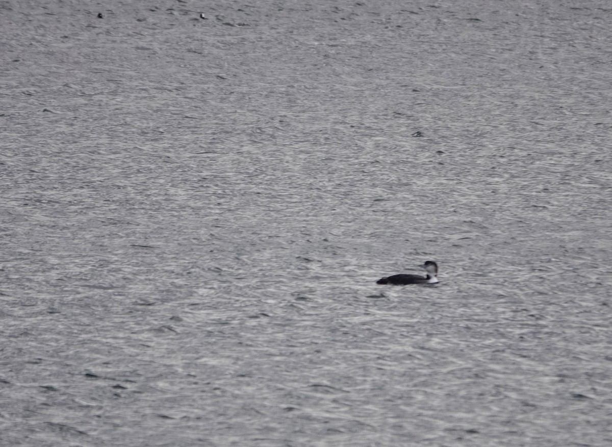 potáplice lední - ML647889342