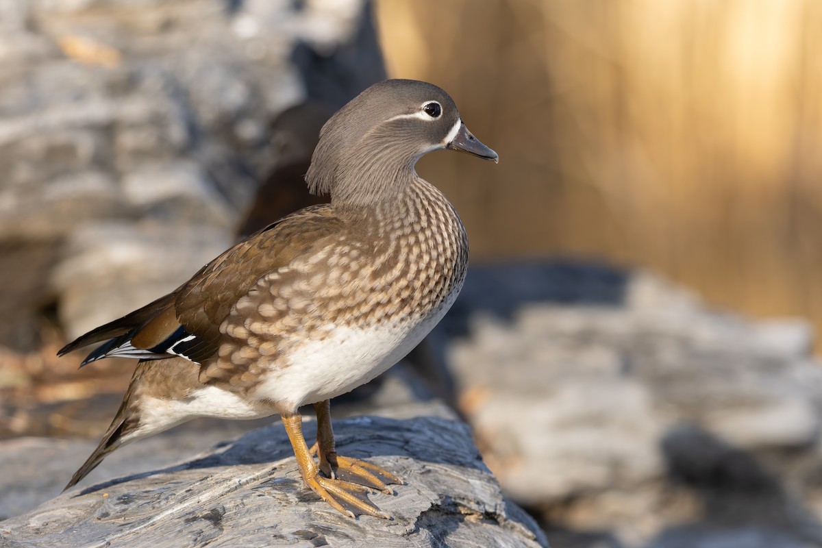 Мандаринка - ML647889358