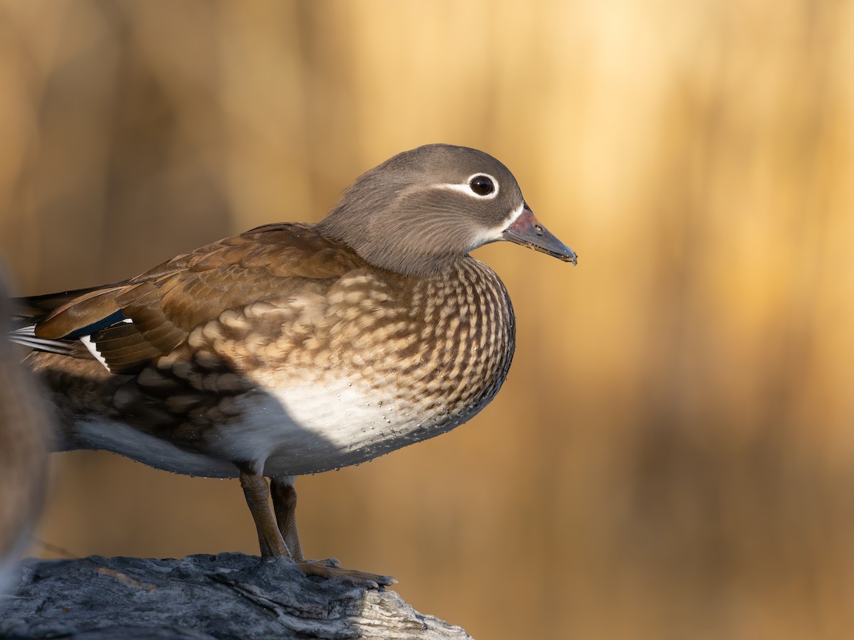 Мандаринка - ML647889359