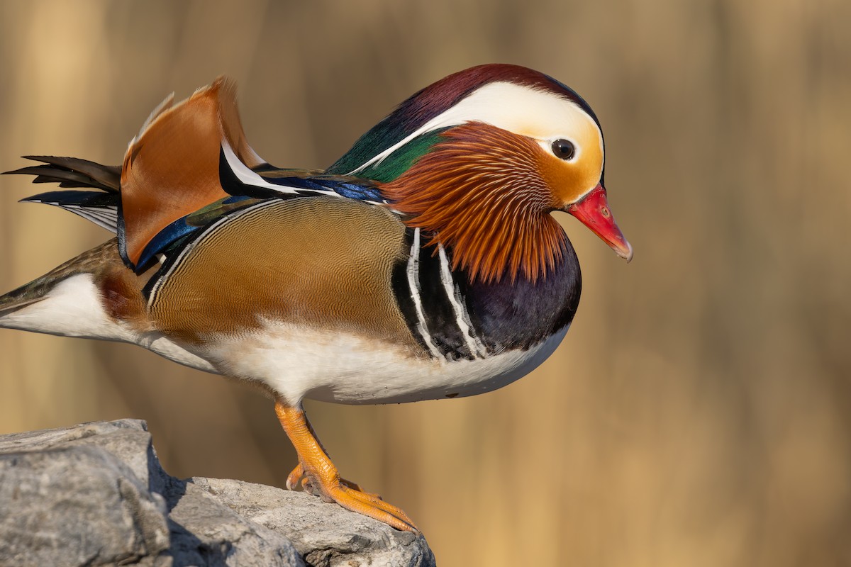 Мандаринка - ML647889360