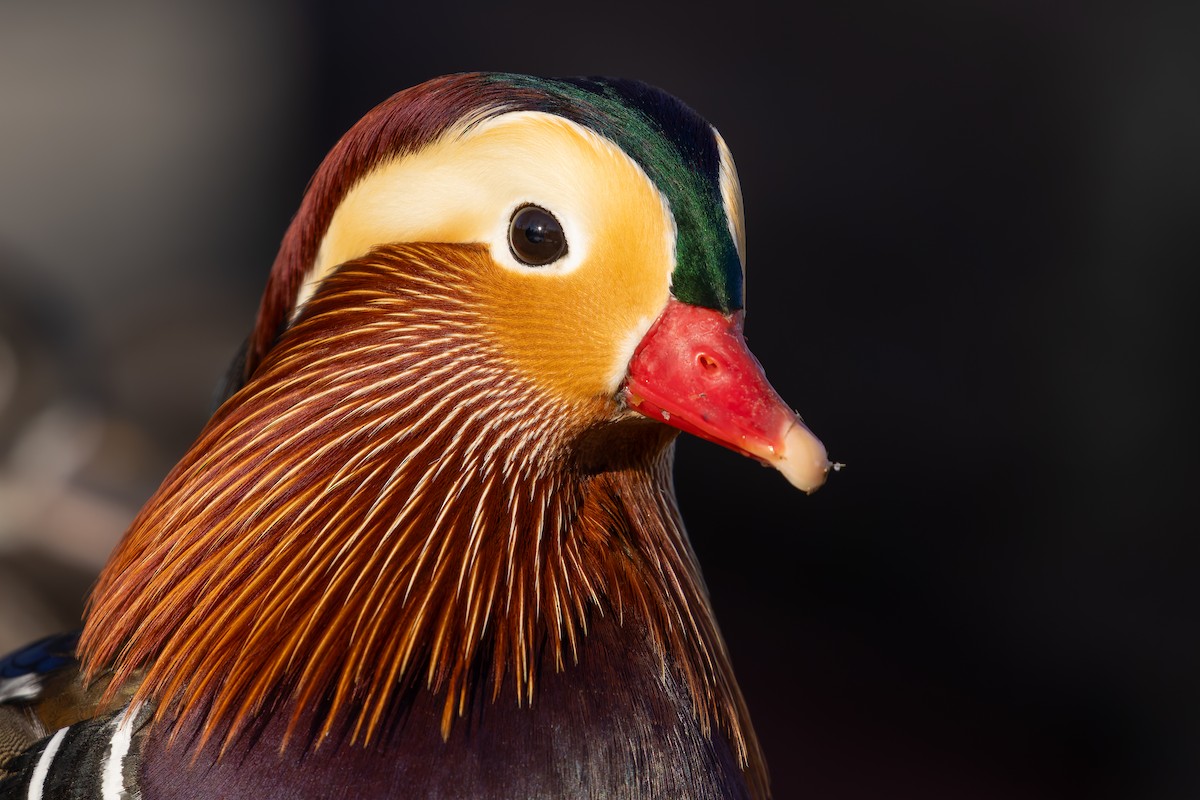 Мандаринка - ML647889361