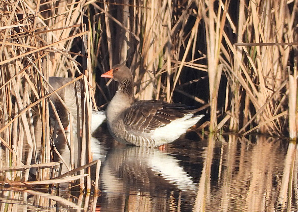 Antzara hankagorrizta - ML647889385