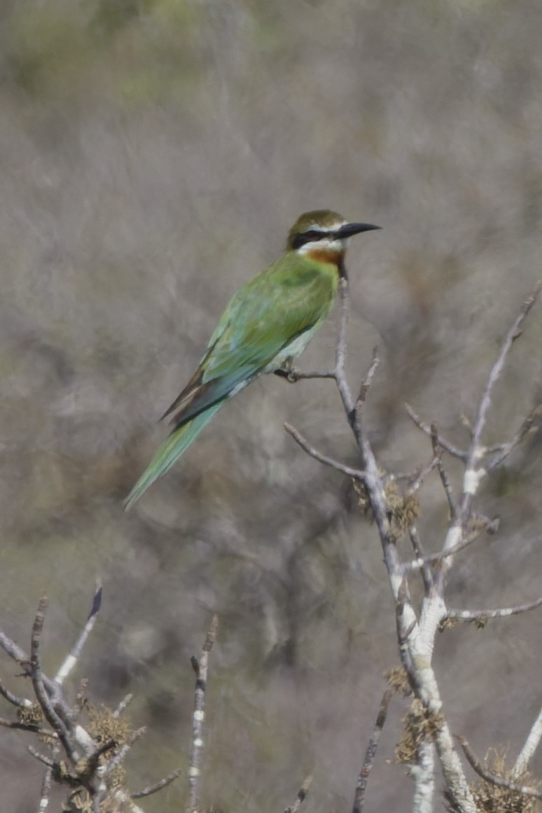 Madagaskar Arıkuşu - ML647889391