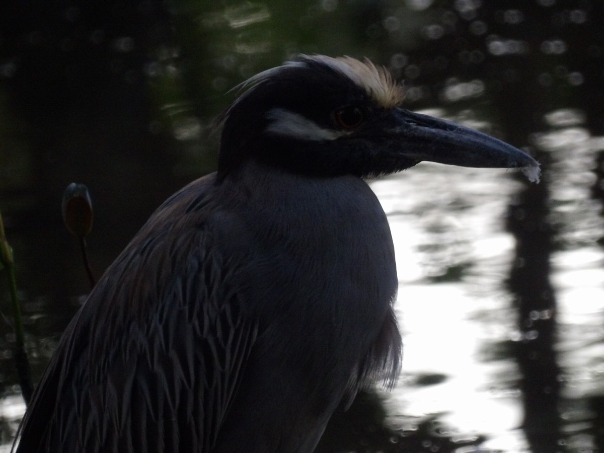 Yellow-crowned Night Heron - ML647889400