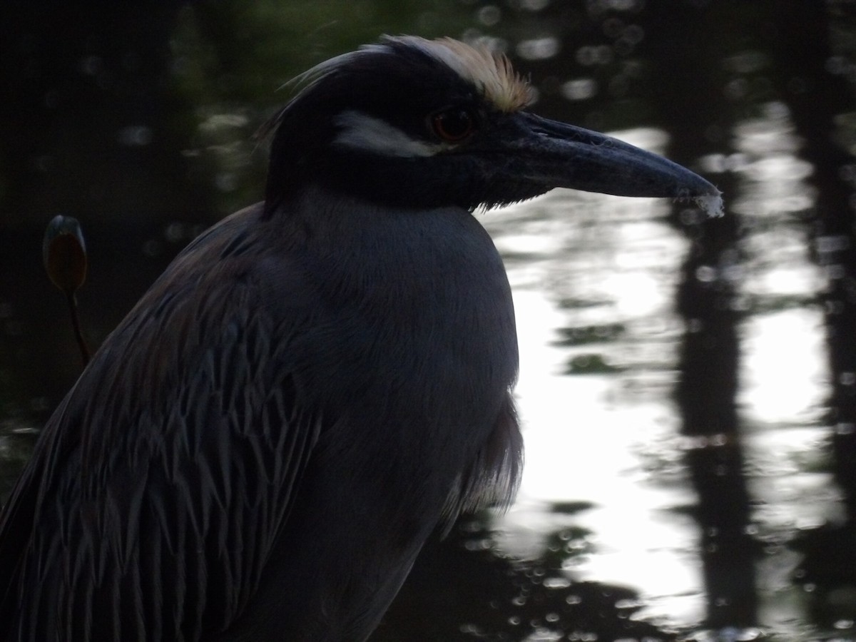 Yellow-crowned Night Heron - ML647889401