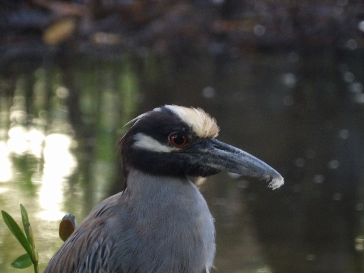 Yellow-crowned Night Heron - ML647889402