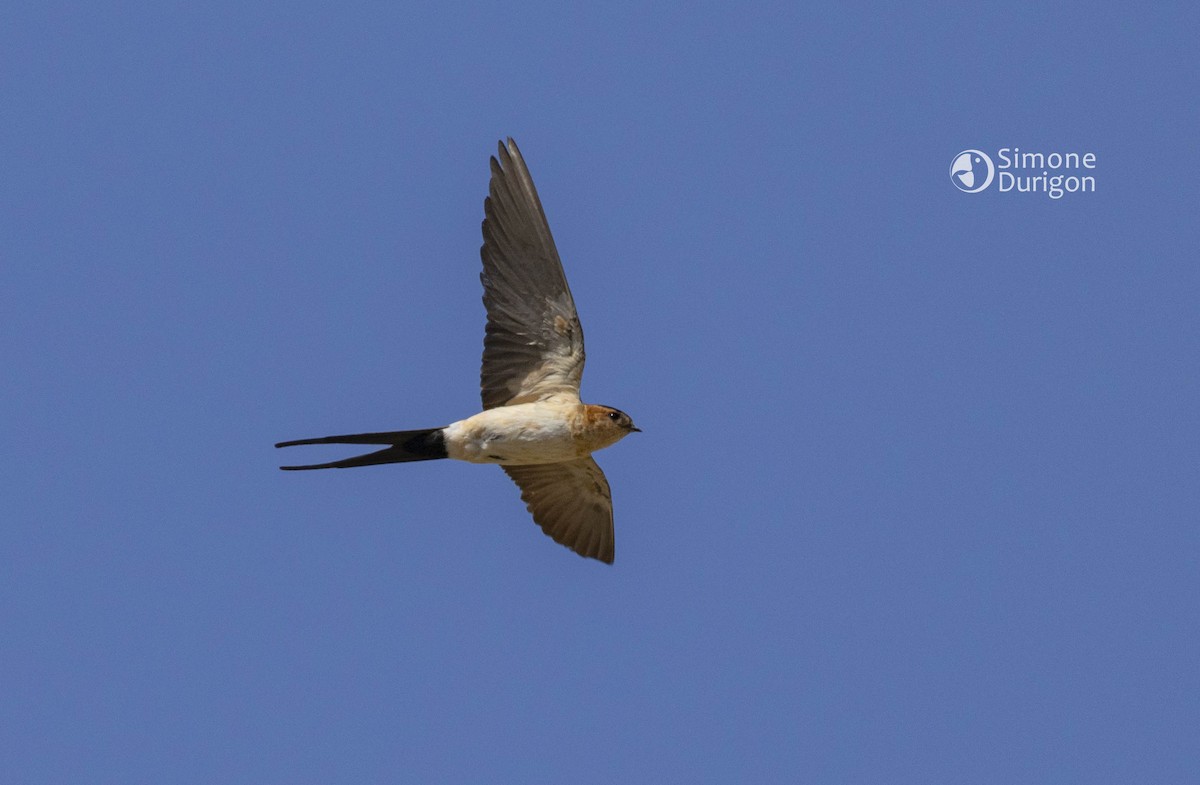 Hirondelle rousseline - ML647889406