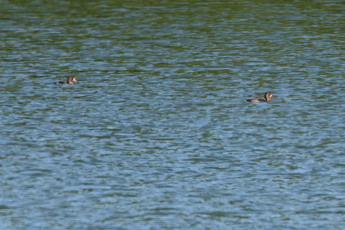 Морская чернеть - ML647889431