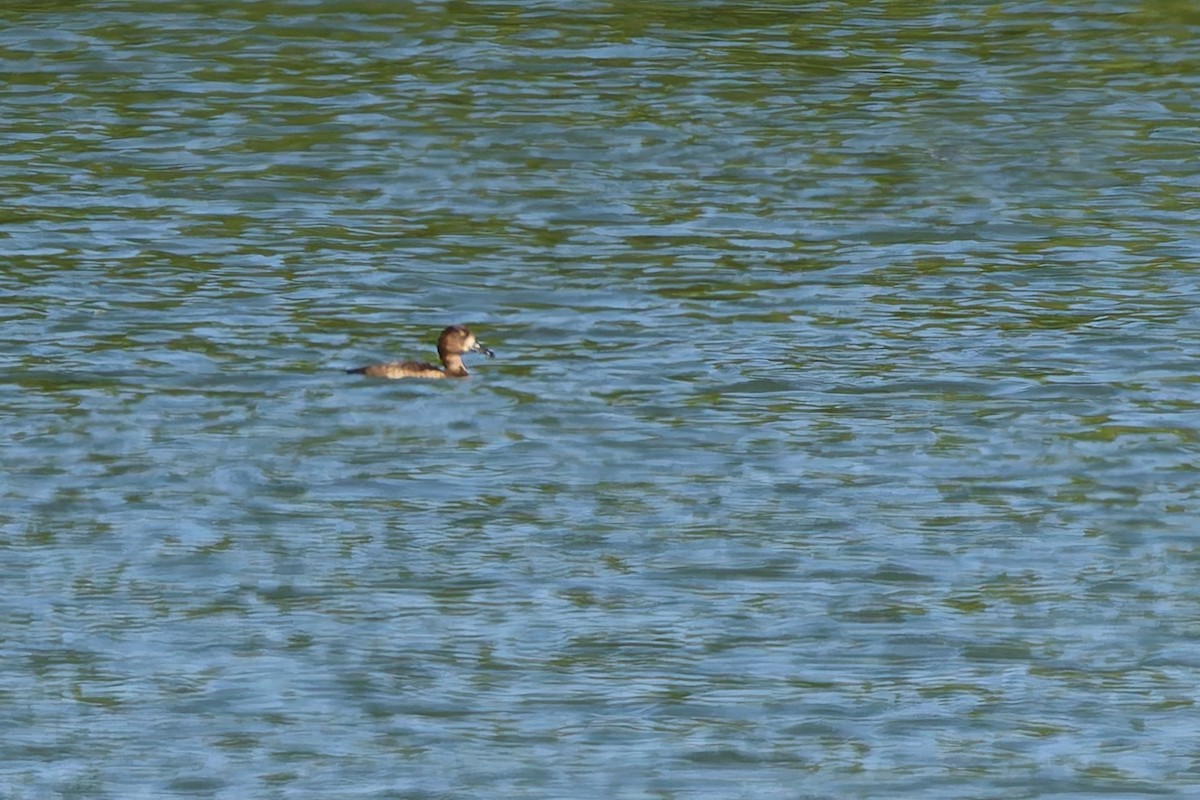 Морская чернеть - ML647889443