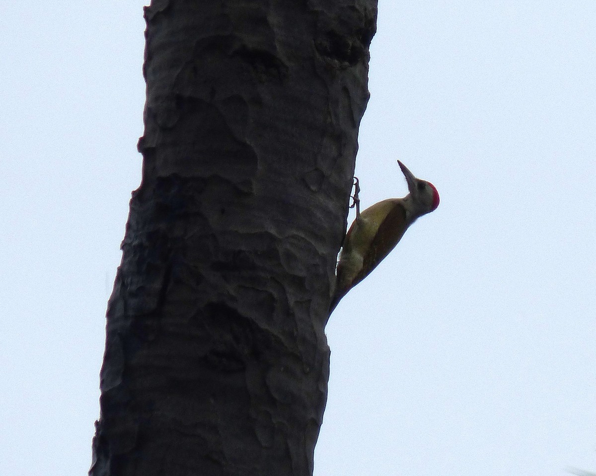 Серый дятел - ML647889572